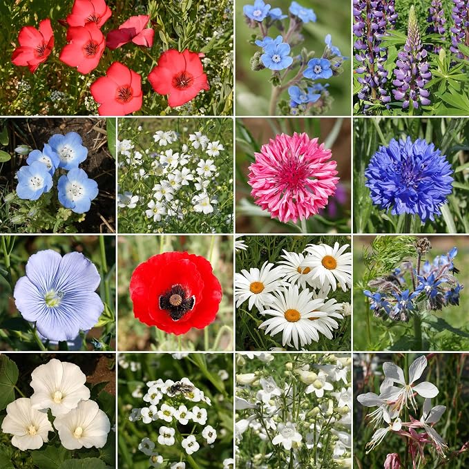 Ferry Morse Flower Seeds - Red, White & Blue Wildflower Mix, Non-GMO, Wild Flowers - 1 lb