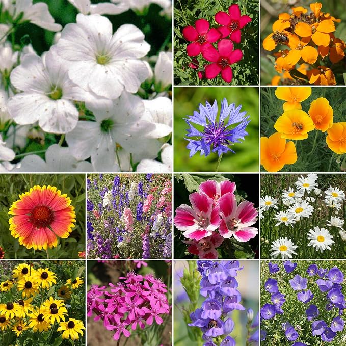Ferry-Morse Wildflower Seeds - Rocky Mountain Mix, Non-GMO, Cut Flower Mix - 1 lb