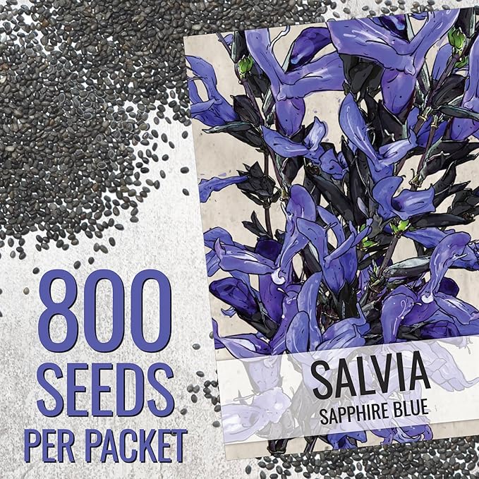 Seed Needs Sapphire Sage Seeds to Plant Blue Salvia Flowers 2 Packs