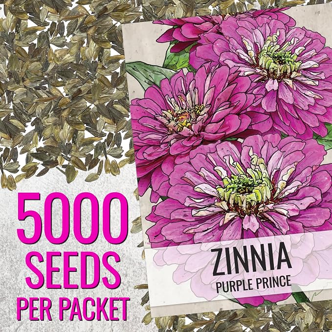 Seed Needs Zinnia Seeds Purple Prince Fast Blooming 5,000 Seeds Bulk Pack