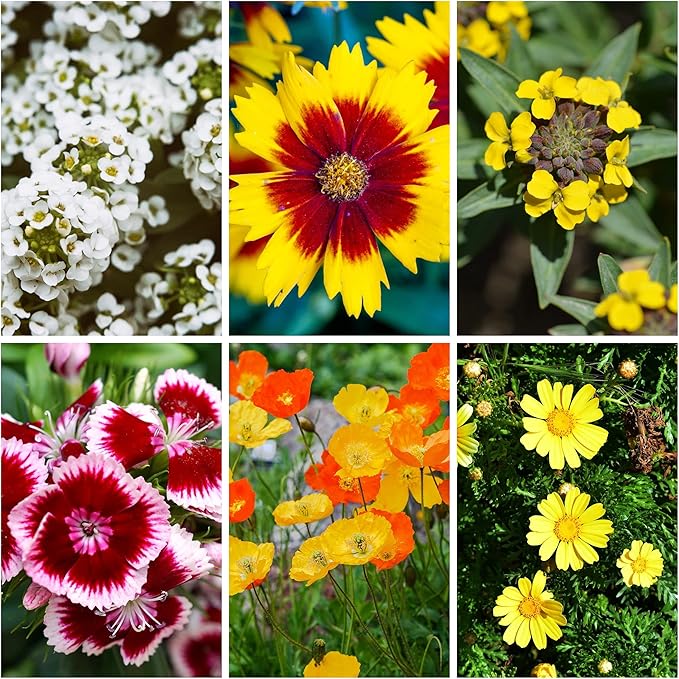Sustainable Seed Co Wildflower Seed Bulk 2 oz 80,000 Seeds Drought-Tolerant | Mix with 20 Varieties, Pollinator-Friendly, Drought-Resistant Flowers for Dryland Gardens