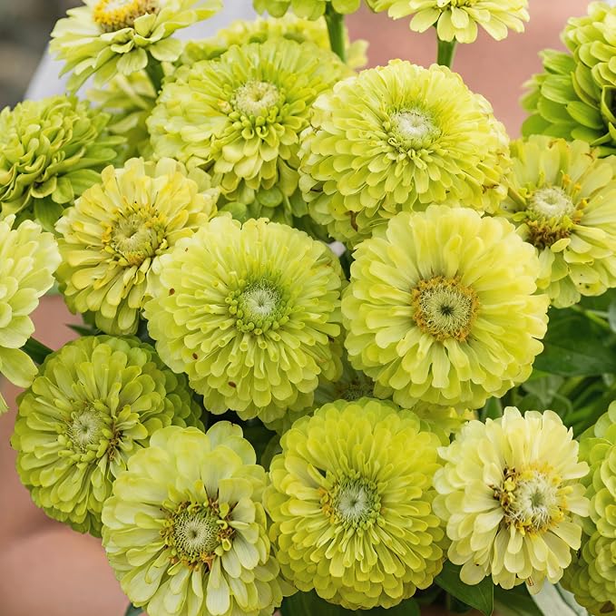 Seed Needs Zinnia Seeds Lime Green Envy Fast Blooming 5,000 Seeds Bulk Pack