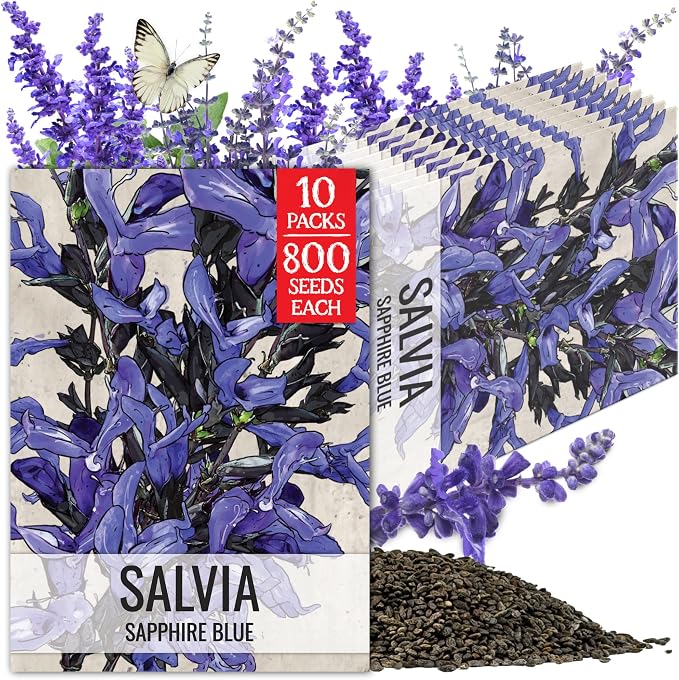 Seed Needs Sapphire Sage Seeds to Plant Blue Salvia Flowers 10 Pack
