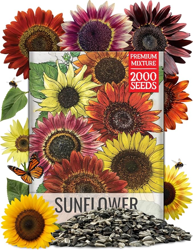 Seed Needs Sunflower Seeds to Plant Sunset Blend 2000 Seeds Bulk Pack