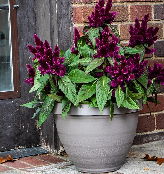 The HC Companies Rings Flower Planter - Self Watering Plant Pots for Herbs & More - Round Lightweight Outdoor & Indoor Planter (10" Dark Green, Pack of 1)
