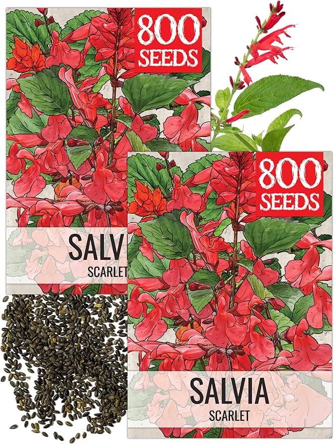 Seed Needs Scarlet Sage Seeds to Plant Perennial Red Salvia 2 Packs