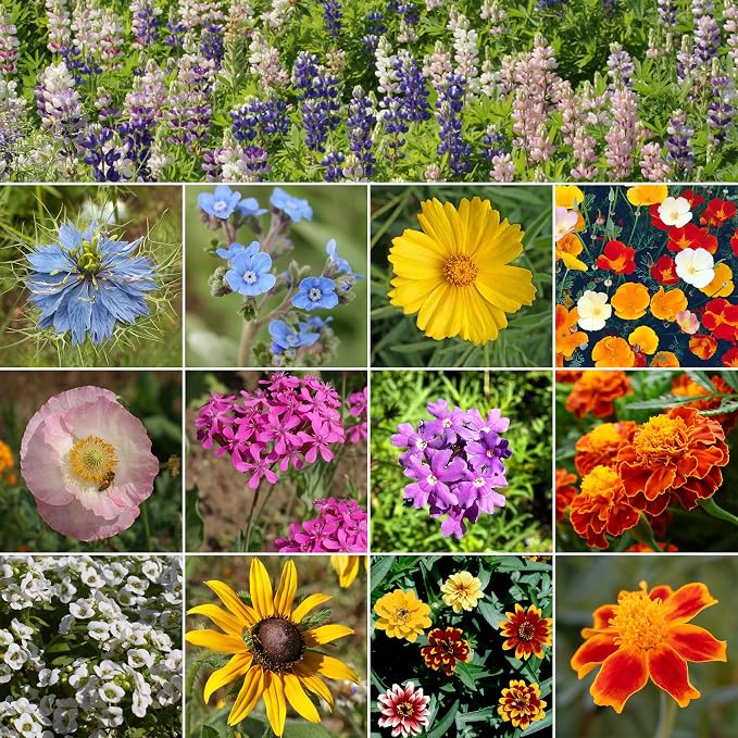 Ferry Morse Flower Seeds - Colorscape Wildflower Mix, Non-GMO, Cut Flower Mix, Full Sun - 1 lb