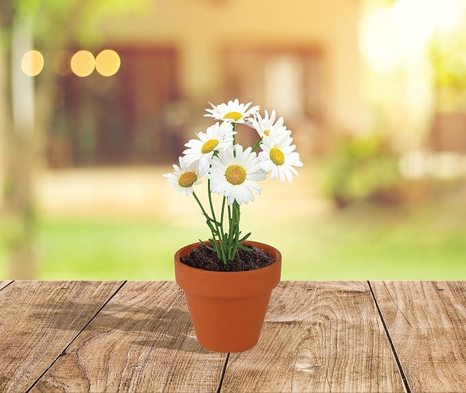 BUZZY Seeds Daisy Grow Kit, Bulk 20-Pack - Mini Terracotta Pot Grow Set - Complete Indoor/Outdoor Gardening Kit with Seeds, Coconut Husk Growing Medium & Genuine Pots - 100% Grow Guarantee