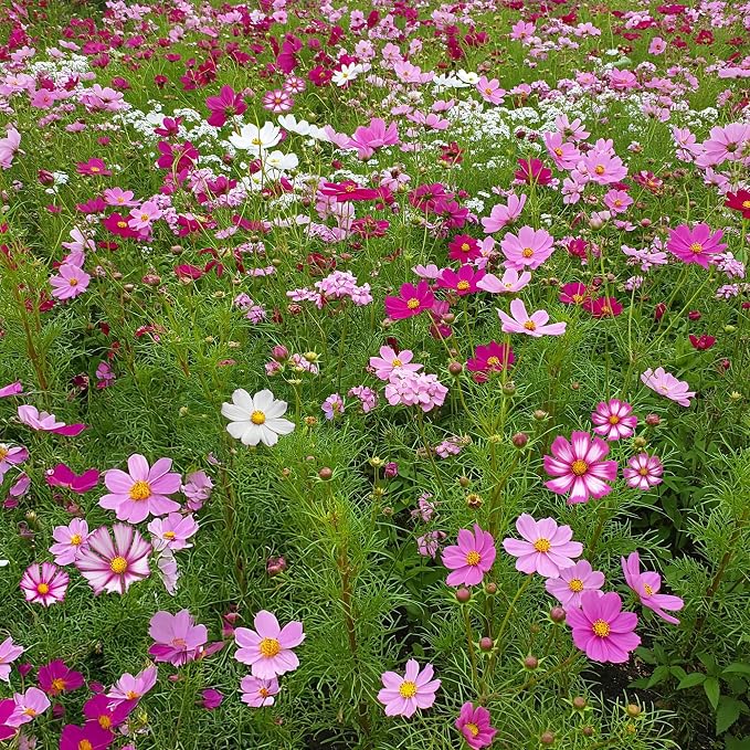 Ferry Morse Flower Seeds - Non-GMO, Full Sun, Outdoor, Cosmos Mix - 1 lb