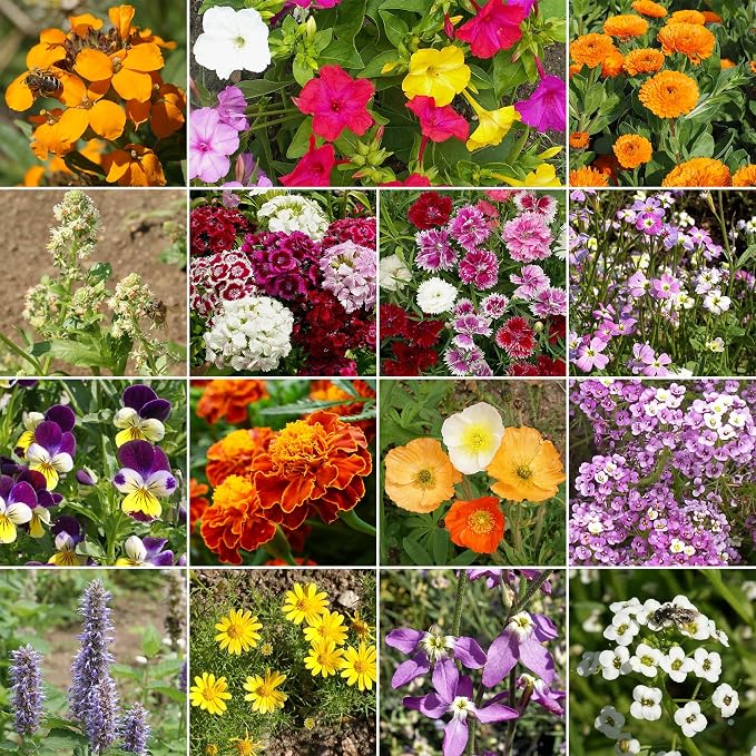Ferry-Morse Flower Seeds - Fragrant Wildflower Mix, Non-GMO, Fragrant Flowers - 1 lb - Other