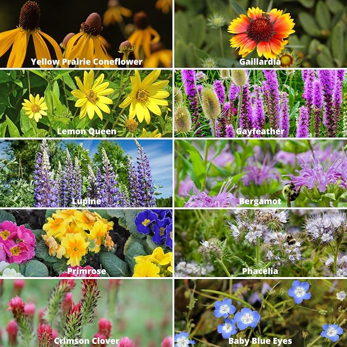 Mountain Valley Seed Co Wildflower Seed 2 Oz. 80,000+ Seeds – Save the Bees | Mix with 19 Non-GMO Varieties – Bee Friendly & Pollinator Wildflower Seed for Planting
