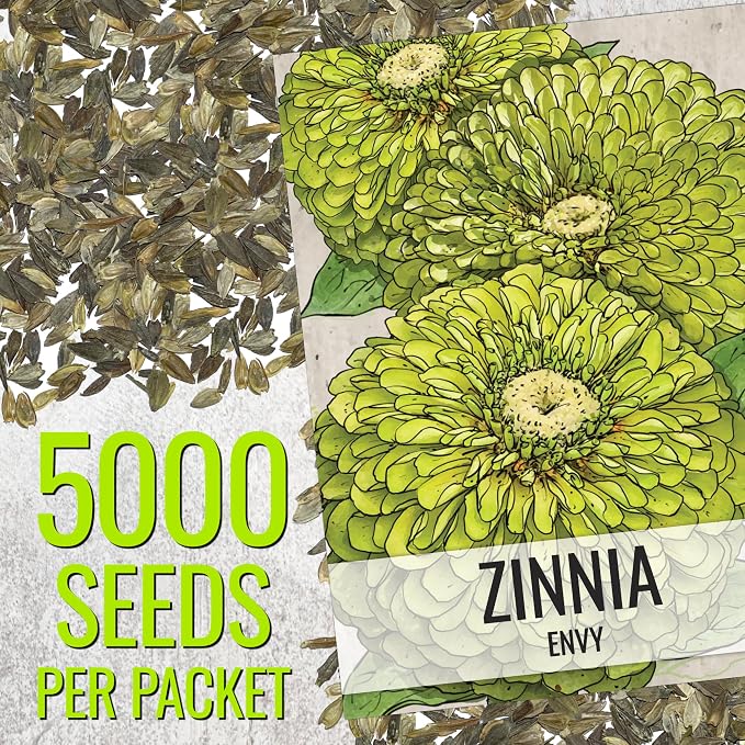 Seed Needs Zinnia Seeds Lime Green Envy Fast Blooming 5,000 Seeds Bulk Pack