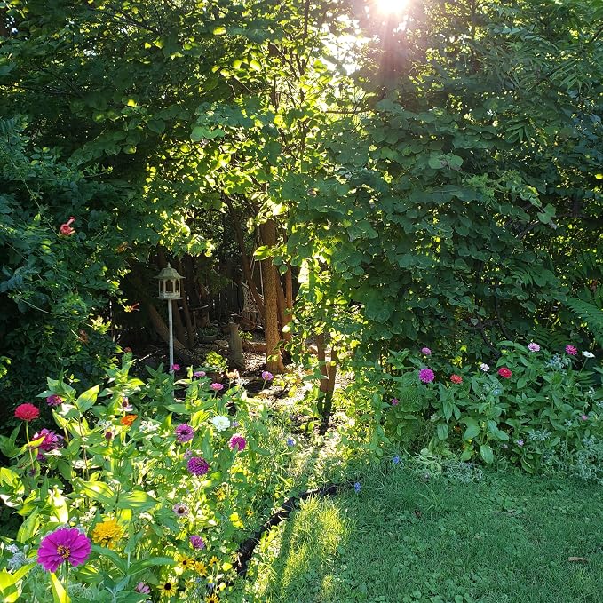 BUZZY Wildflower Pollinator Seed Mix (1lb Bag), 18 Pollinator-Friendly Varieties, Protect The Pollinators & Save The Planet, Coneflower, Sunflower, Calendula, Cosmos, & More, Growth Guaranteed