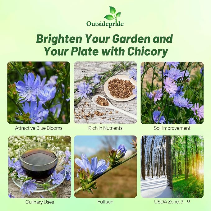 Outsidepride Chicory Seeds for Planting - 5000 Pcs Perennial, Easy to Grow & Drought Tolerant, Flower Seeds with Clustered Pastel Blue Blooms for Garden Pastures & Wildflower Meadows