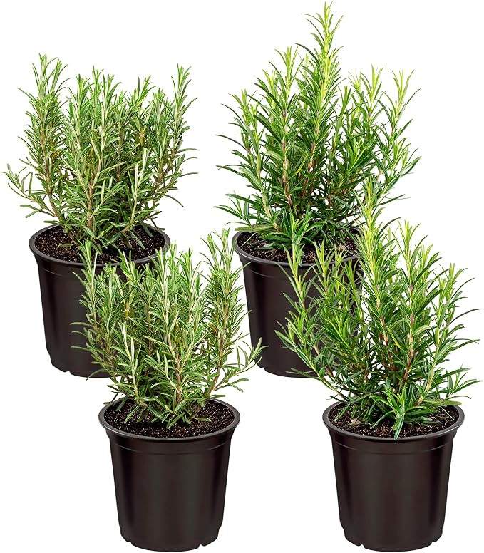 Live Herb - Rosemary (4 Per Pack), Aromatic and Health Enhancer, Naturally Improves Breathing and Air Quality, 8" Tall by 3" Wide