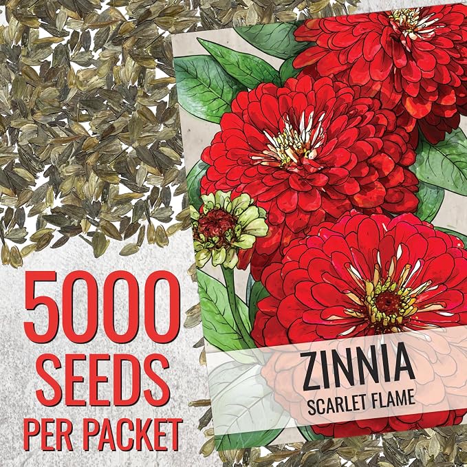 Seed Needs Zinnia Seeds Scarlet Flame Fast Blooming 5,000 Seeds Bulk Pack