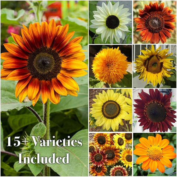 Seed Needs Sunflower Seeds to Plant Original Crazy Blend 2 Ounce Bulk Pack