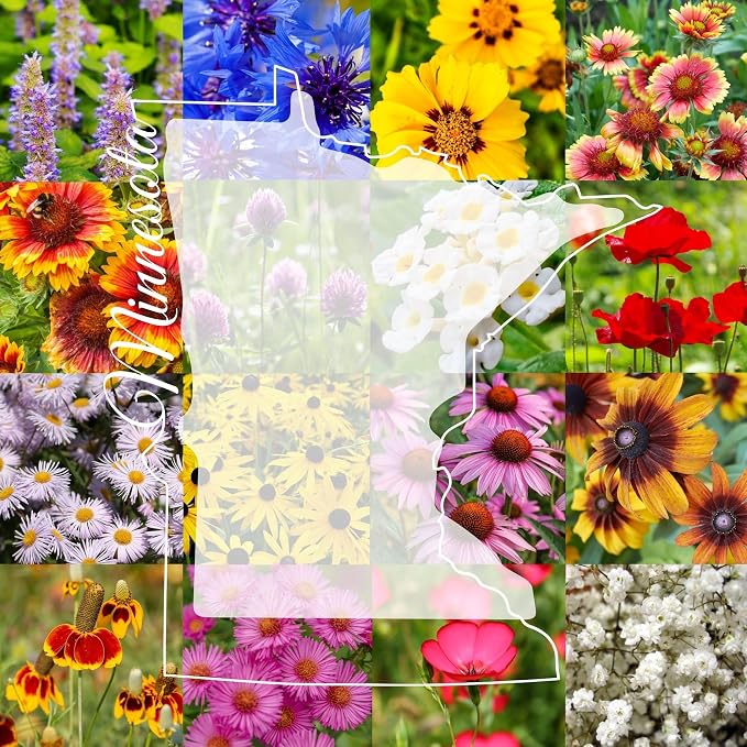 Minnesota Bulk Perennial and Annual Wildflower Seed Mix 1/4lb Covers 500sq-ft - Attract Pollinators, Multi-Color Non-GMO Blooms - Midwest US Species Plant in Spring/Fall (1/4 Pound)