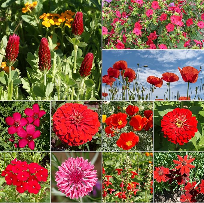 Ferry-Morse Flower Seeds - Red Wildflower Mix, Non-GMO, Full Sun, Wild Flowers - 1 lb
