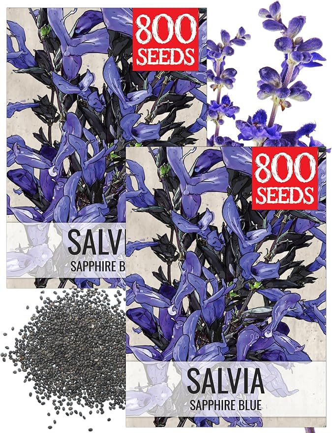 Seed Needs Sapphire Sage Seeds to Plant Blue Salvia Flowers 2 Packs