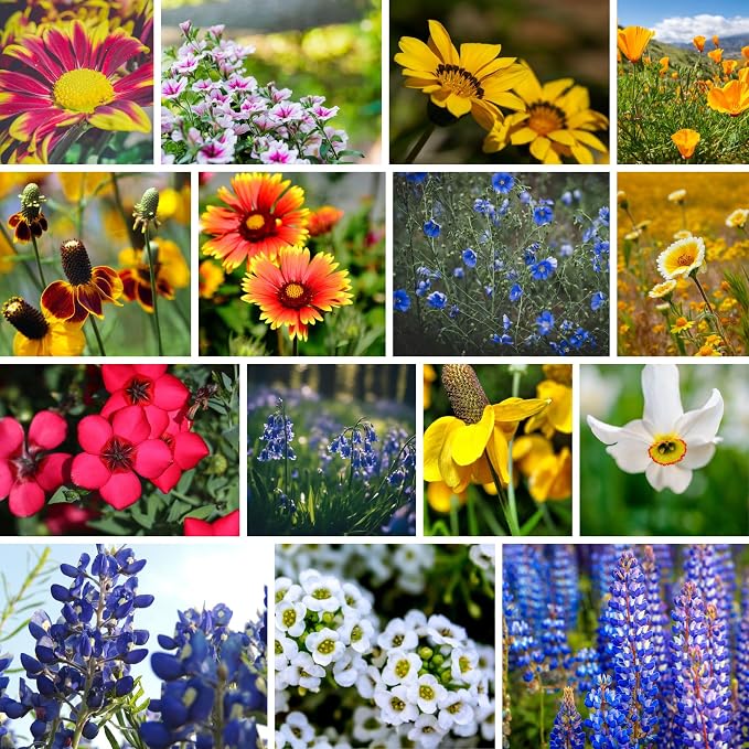 Mountain Valley Seed Co Southwestern Wildflower Seed 1/4 Lb 160,000+ Seeds | Native Desert Flower Mix – Annual & Perennial Wildflower Seed for Pollinators and Dry Climates