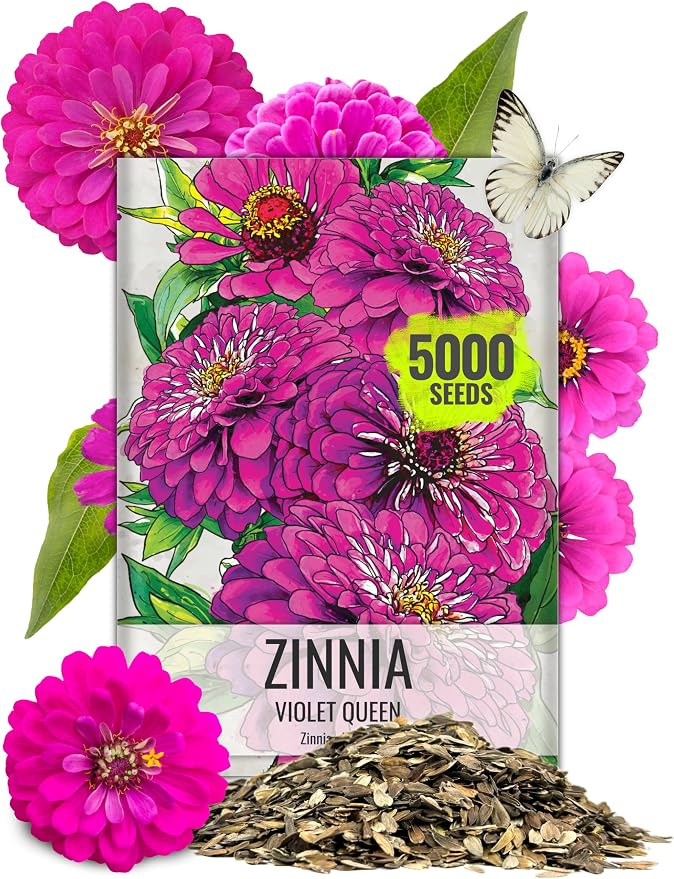Seed Needs Zinnia Seeds Violet Queen Fast Blooming 5,000 Seeds Bulk Pack