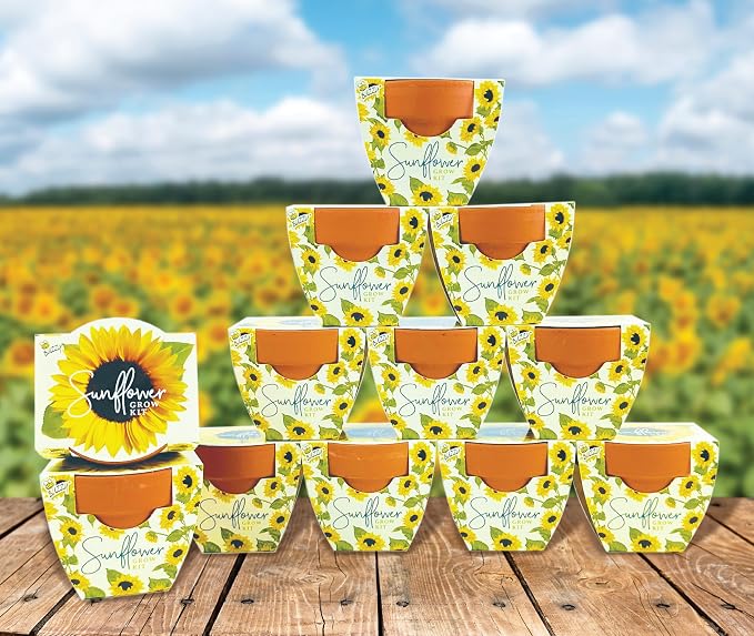 BUZZY Seeds All-in-One Sunflower Grow Kit 12-Pack - Mini Terracotta Pot Grow Set - Complete Indoor/Outdoor Gardening Kit with Seeds, Coconut Husk Growing Medium & Genuine Pots - 100% Grow Guarantee