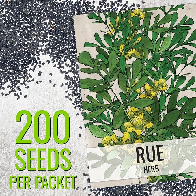 Seed Needs Rue Seeds to Plant Heirloom Non-GMO Medicinal Herbs 2 Packs
