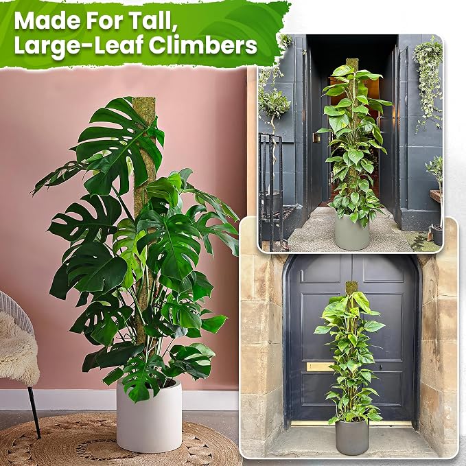DUSPRO 59’’ D-Shape Moss Pole for Climbing Plants Monstera Moss Plant Pole Handmade Moss Stick for Indoor Plants Grow Upward (59'', 1pc.)
