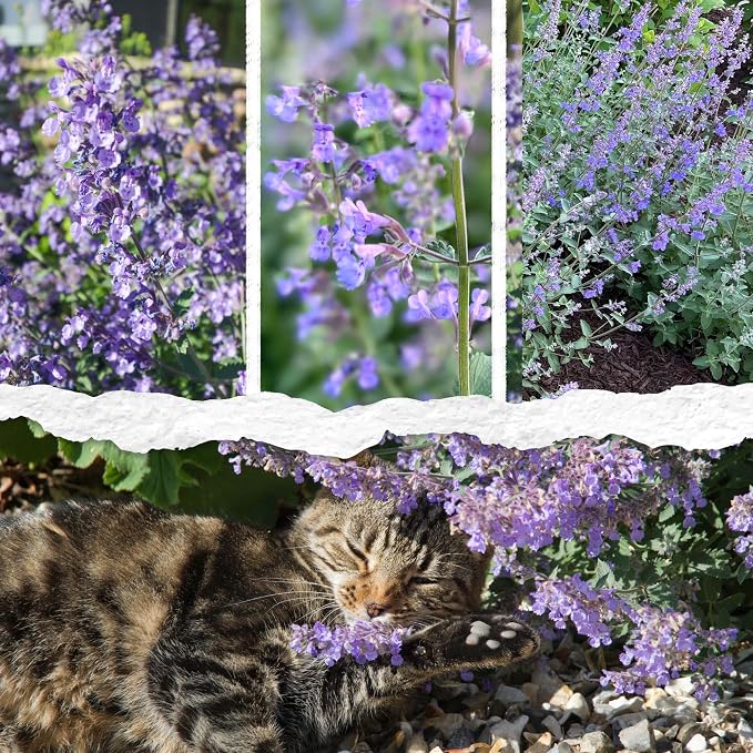 Seed Needs Catmint Seeds to Plant Heirloom Non-GMO Herbs 10 Pack