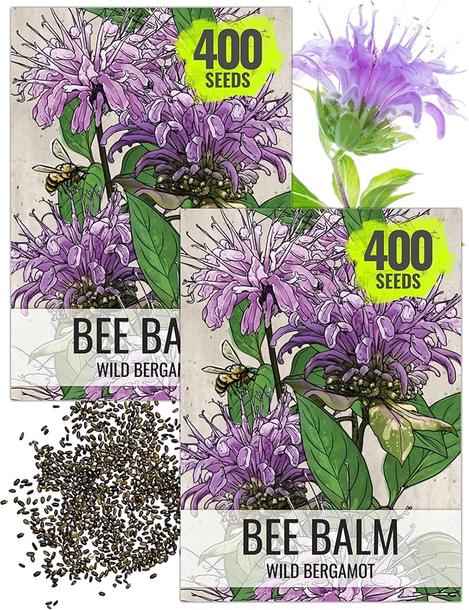 Seed Needs Wild Bee Balm Seeds to Plant Bergamot Perennial Flowers 2 Packs