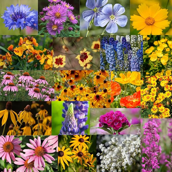 Mountain Valley Seed Co Midwestern Wildflower Seed 5 Lb 3 Million Seeds | Native Prairie Wildflower Mix for Midwest USA – Annual & Perennial Pollinator Flower Seed for Garden, Meadow & Landscaping
