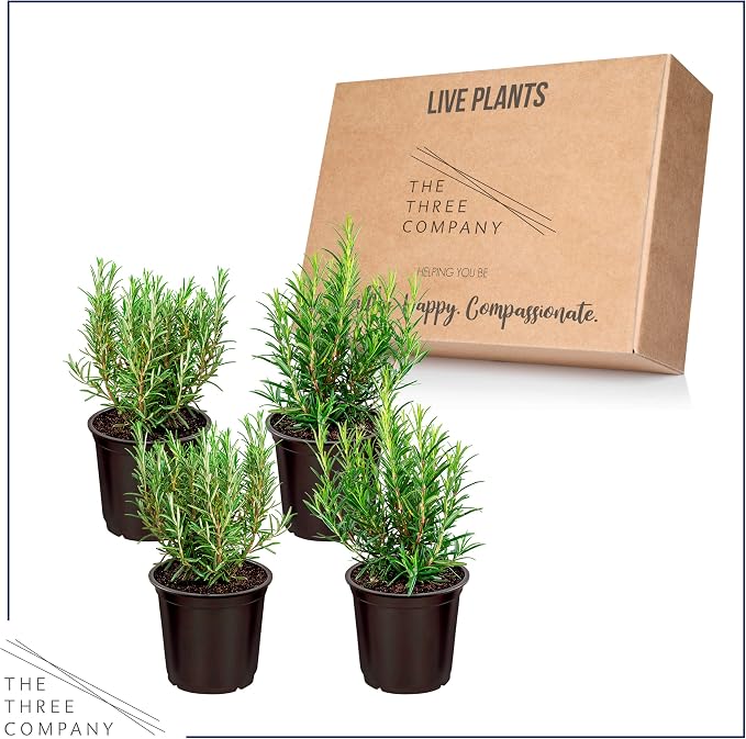 Live Herb - Rosemary (4 Per Pack), Aromatic and Health Enhancer, Naturally Improves Breathing and Air Quality, 8" Tall by 3" Wide