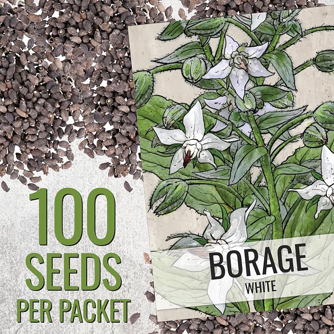 Seed Needs White Borage Seeds to Plant Heirloom Non-GMO Herbs 2 Packs