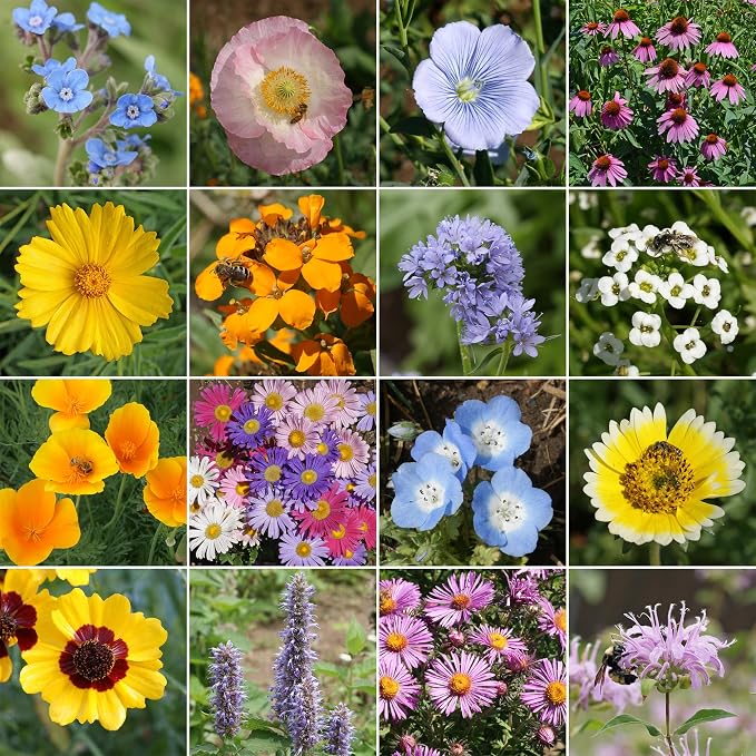 Ferry Morse Wildflower Seeds - Bee Feed Mix, Non-GMO, Full Sun - 1 lb - Other