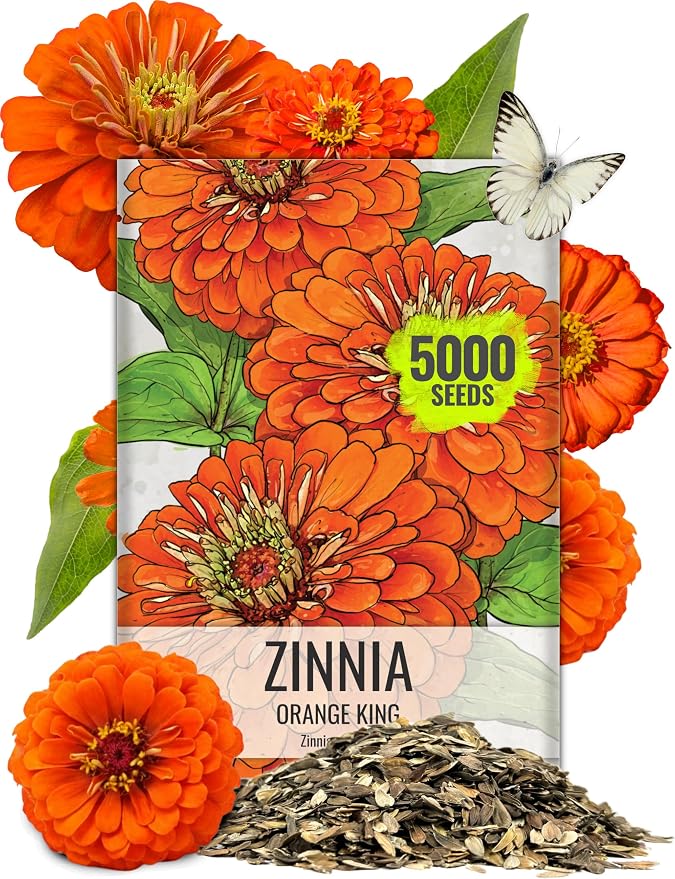 Seed Needs Zinnia Seeds Orange King Fast Blooming 5,000 Seeds Bulk Pack