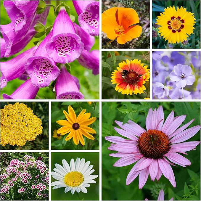 Mountain Valley Seed Co Wildflower Seeds Bulk - Meadow Wildflower Seed Mix | 5 Lbs Bulk, Annual & Perennial Wildflowers Seeds for Planting, Wildflower & Grass Garden Mixture
