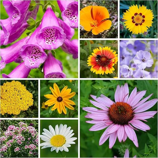 Mountain Valley Seed Co Wildflower Seeds Bulk - Meadow Wildflower Seed Mix | 5 Lbs Bulk, Annual & Perennial Wildflowers Seeds for Planting, Wildflower & Grass Garden Mixture