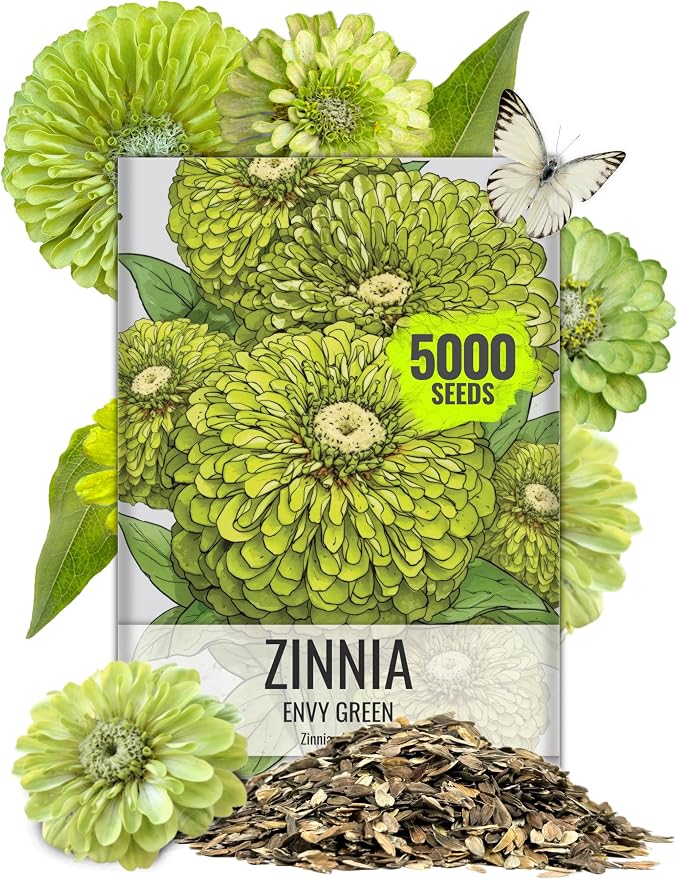 Seed Needs Zinnia Seeds Lime Green Envy Fast Blooming 5,000 Seeds Bulk Pack