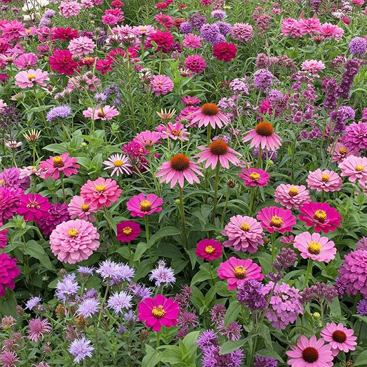 Ferry-Morse Flower Seeds - Pink and Purple Mix, Non-GMO, Cut Flower, Coreopsis, Coneflower - 1 lb