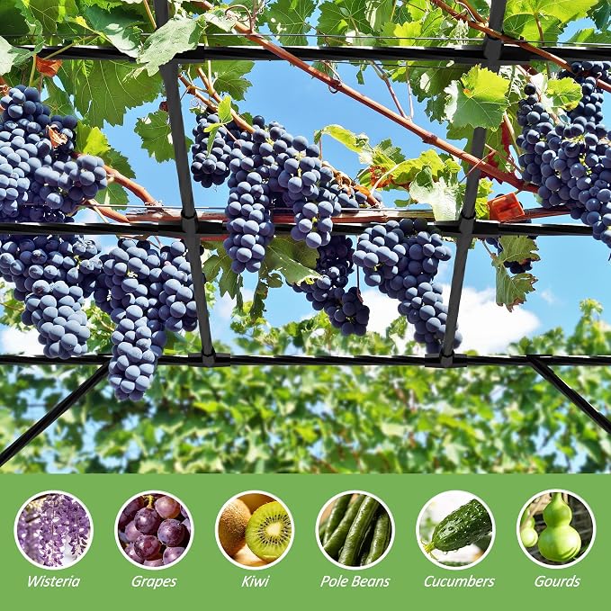 Grape Vine Trellis - Cucumber Trellis Size: 95.7 * 61.6 * 78.5 inches - Large Outdoor Garden Arch Trellis, Used for Outdoor Climbing of Plants, Courtyard and Garden Decoration (Leg spacing 80")