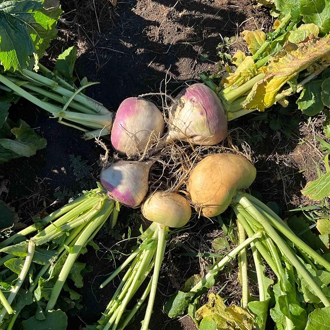 Purple Top Turnip Food Plot Seed for Planting - High Protein Brassica Deer Forage, Fast Growing Fall Annual Food Plot Seed, Plants Up to 1/2 Acre - 3 lb Jug