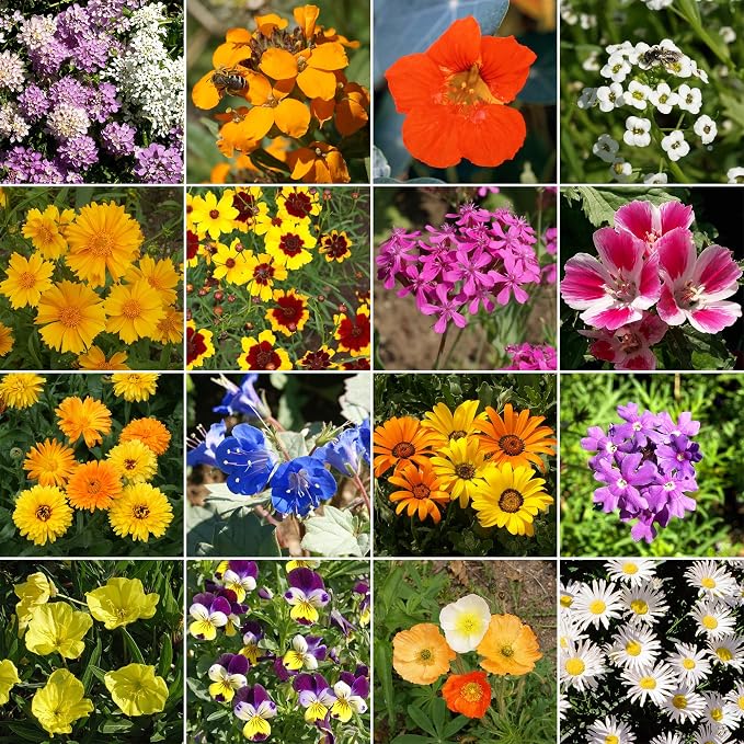 Ferry-Morse Flower Seeds - Low-Growing Wildflower Mix, Non-GMO, Full Sun - 1 lb