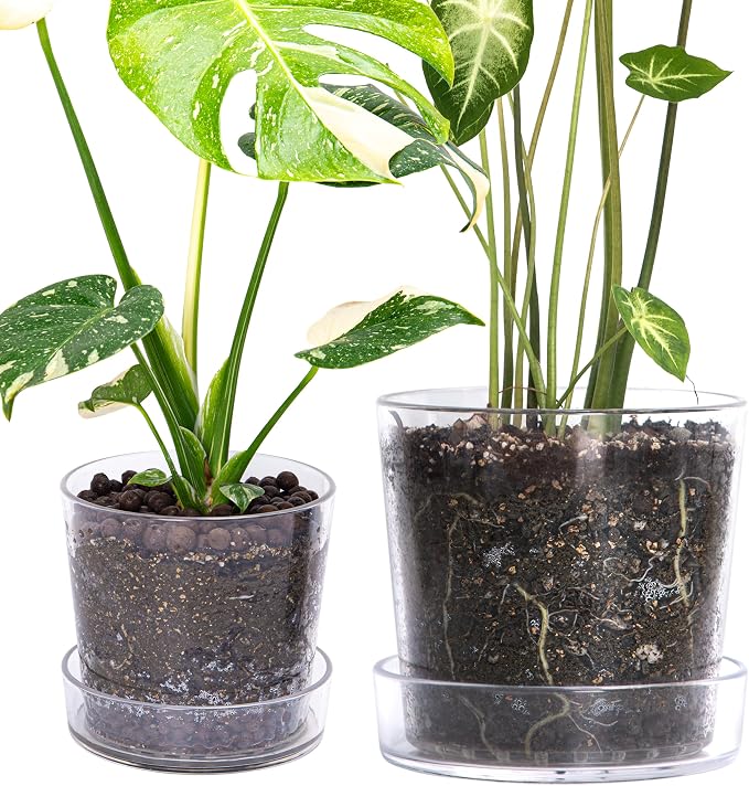 Phoenix Vine 6.5 Inch 8 Inch Clear Acrylic Houseplants Planter Pot with Tray, Orchid Pot with Drainage Holes, Deep Saucer for Bottom Watering, Transparent Containers for Indoor Plants, Herbs, 91-B-X