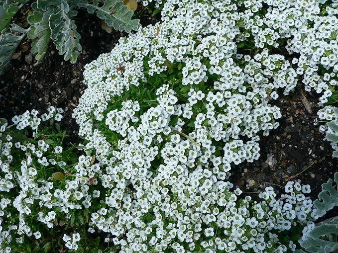 Alyssum Carpet of Snow Nice Garden Flower By Seed Kingdom Bulk 1/4 Lb Seeds
