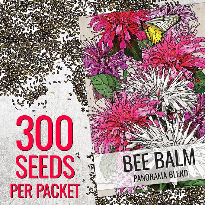 Seed Needs Bee Balm Seeds to Plant Panorama Mix Perennial Flowers 1 Pack