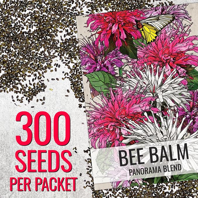 Seed Needs Bee Balm Seeds to Plant Panorama Mix Perennial Flowers 5 Packs
