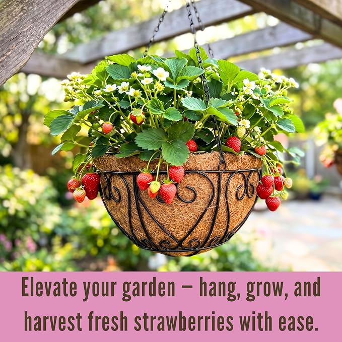 LaLaGreen Hanging Baskets for Plants (14 Inch, 4 Pack) Hanging Flower Pots with Coco Liner, Black Metal Wire Round Basket Plant Holder with Hanger Hook Chain, Outdoor Patio Deck Balcony Garden Decor