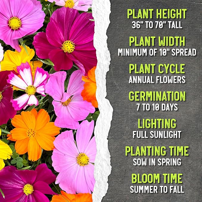 Seed Needs Flower Seeds Cosmos Original Crazy Blend 10+ Varieties Bulk Pack