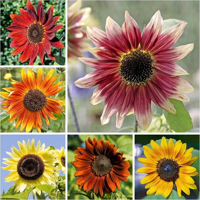 Seed Needs Sunflower Seeds to Plant Sunset Blend 2000 Seeds Bulk Pack